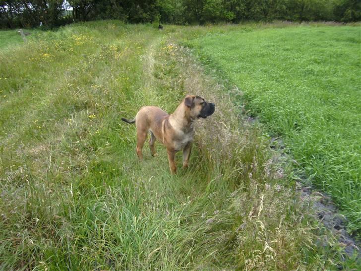 Boerboel anasha moeffe billede 8