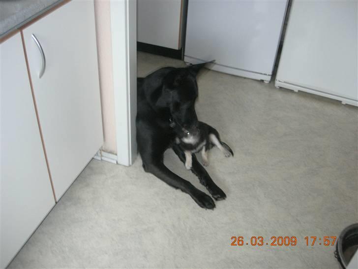 Chihuahua Lui billede 11