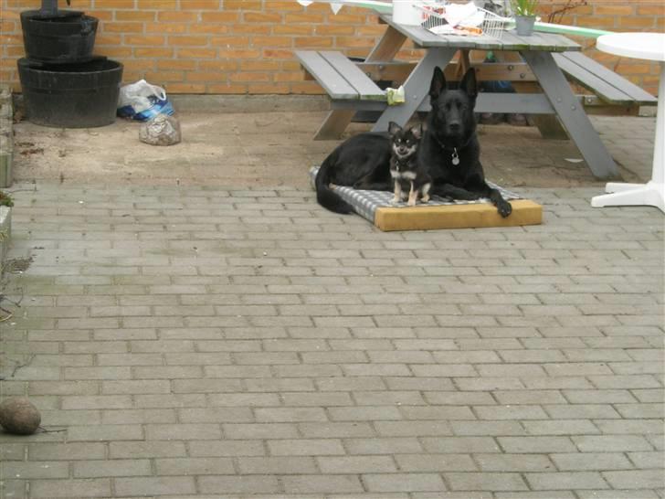 Chihuahua Lui billede 12