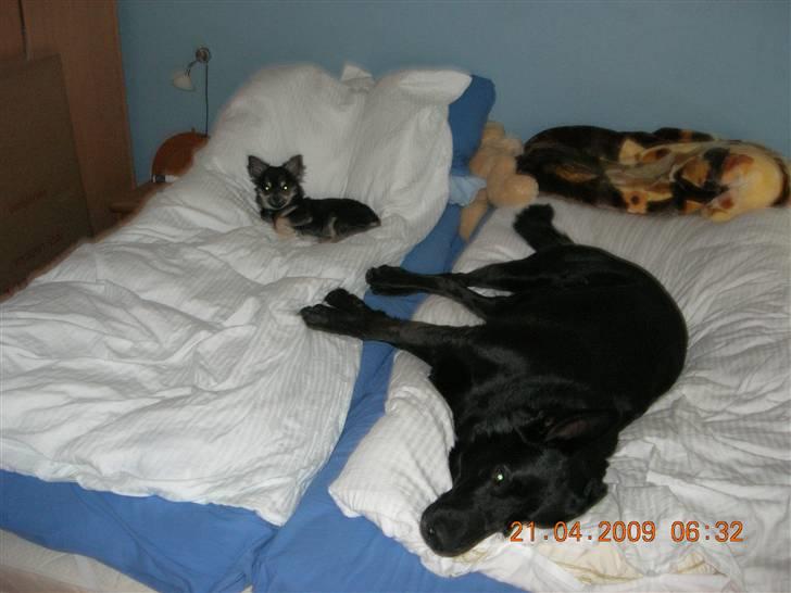 Chihuahua Lui billede 13