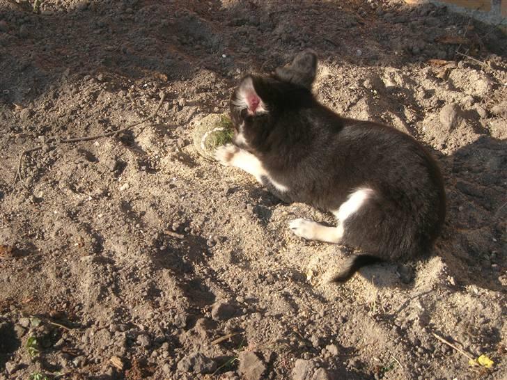 Chihuahua Lui billede 14