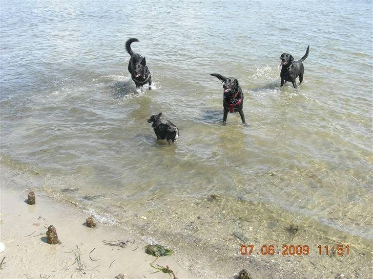 Chihuahua Lui billede 15