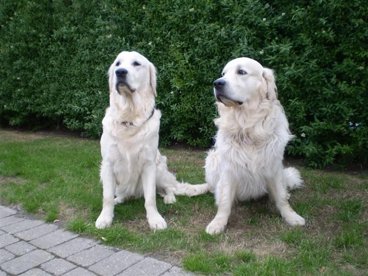Golden retriever Marco - Her passer vi indkørslen billede 11
