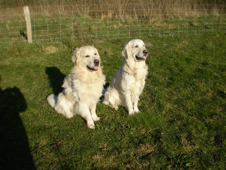Golden retriever Marco - Så er vi på hyggetur billede 12