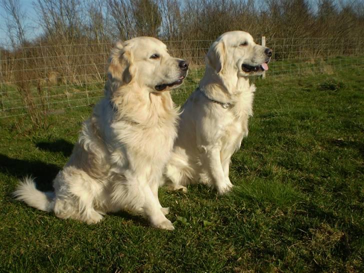 Golden retriever Louis - På hyggetur billede 19