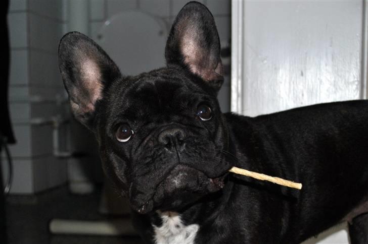 Fransk bulldog Molli  billede 2