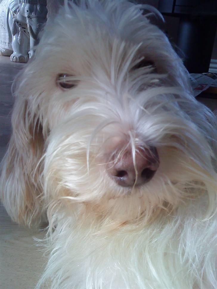 Petit basset griffon wendéen Freja - jegelskerfreja billede 14