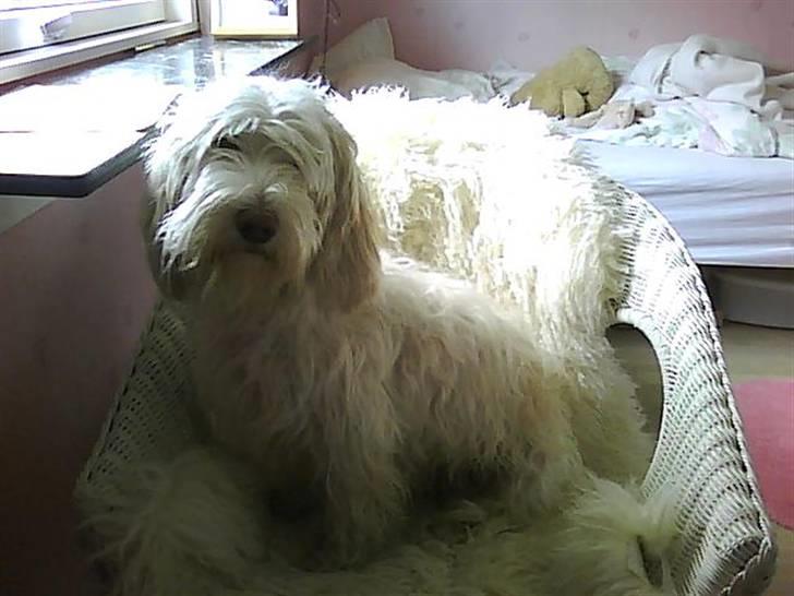 Petit basset griffon wendéen Freja - jegelskerfreja billede 15