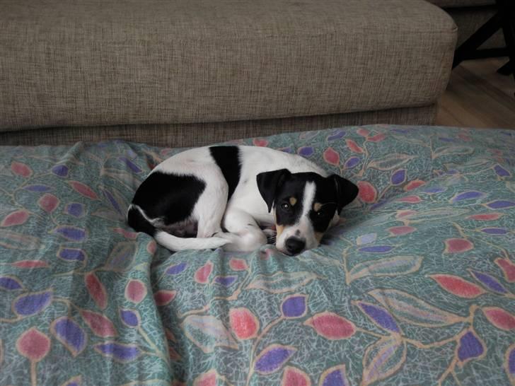 Dansk svensk gaardhund Louie - 12 uger  billede 1