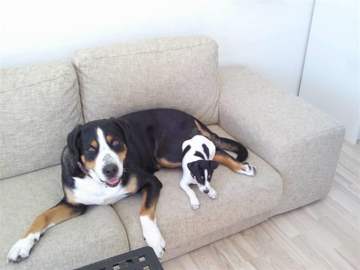 Dansk svensk gaardhund Louie - bedste venner billede 3