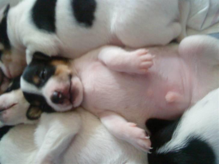 Dansk svensk gaardhund Louie - Tyksak billede 4