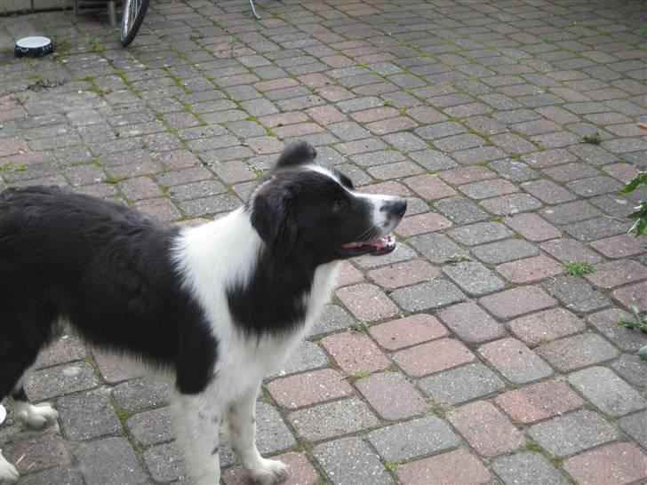 Border collie Silas billede 2