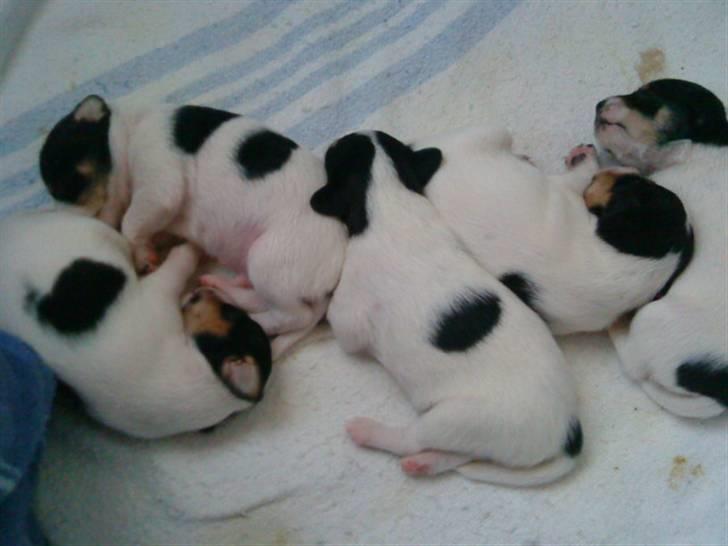 Dansk svensk gaardhund Louie - Mine søskende billede 5