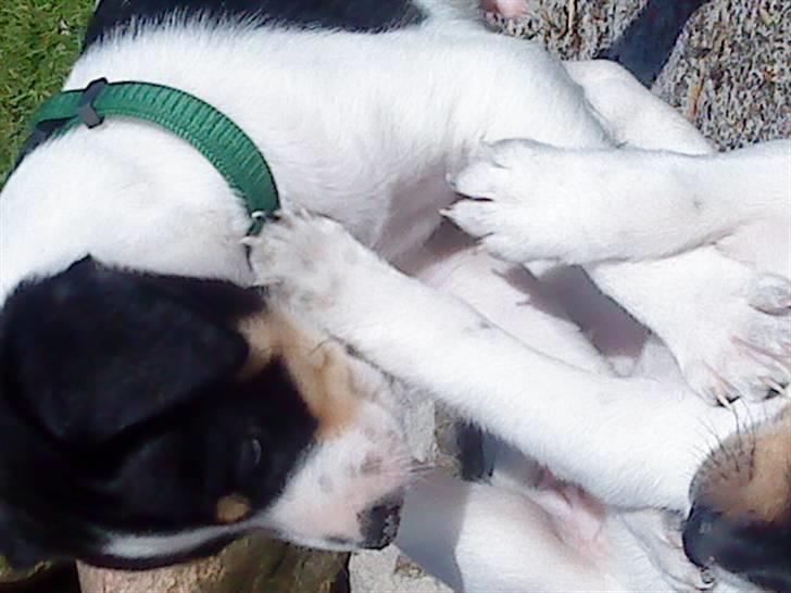 Dansk svensk gaardhund Louie - Jeg er stor og stærk billede 6