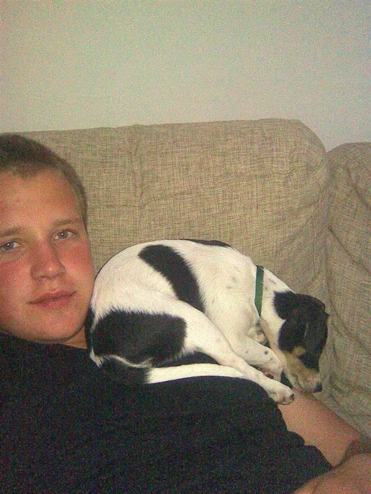 Dansk svensk gaardhund Louie - Fars hund billede 7