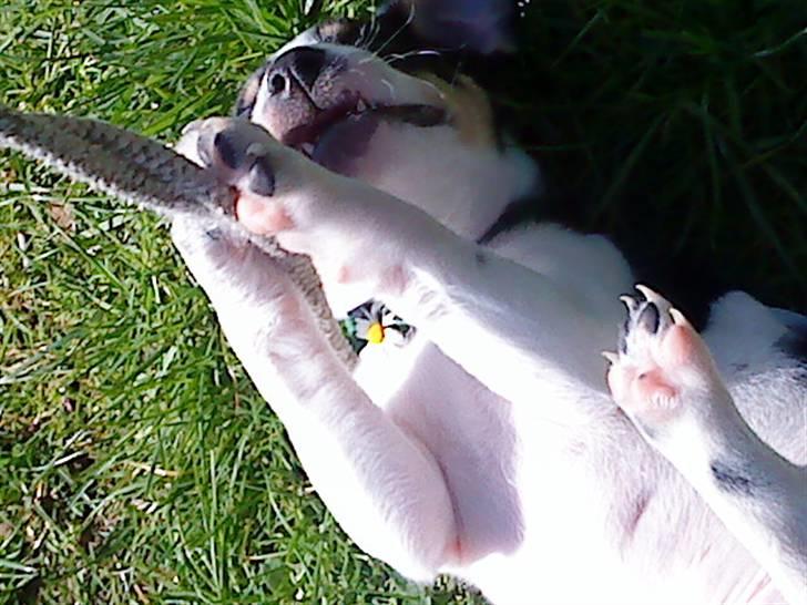 Dansk svensk gaardhund Louie - Legesyg hund billede 8