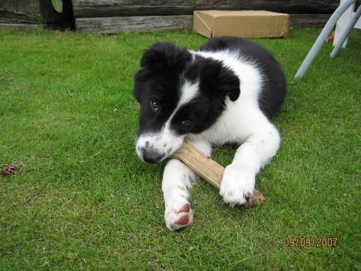Border collie Silas billede 3