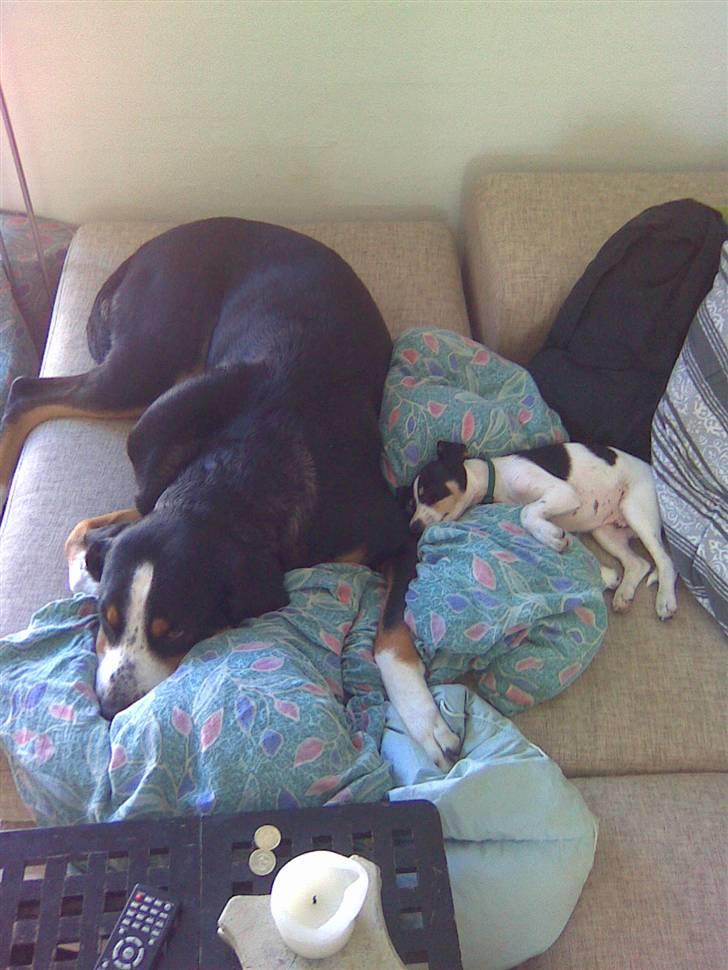 Dansk svensk gaardhund Louie - Puttede tid billede 9