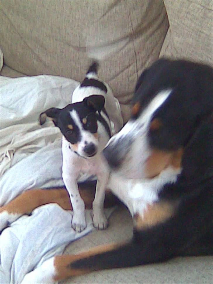 Dansk svensk gaardhund Louie - Kys kys billede 10