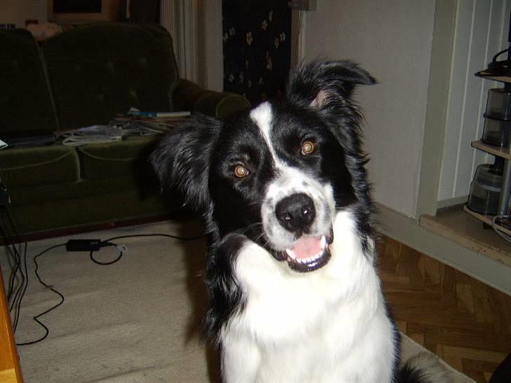 Border collie Silas billede 4