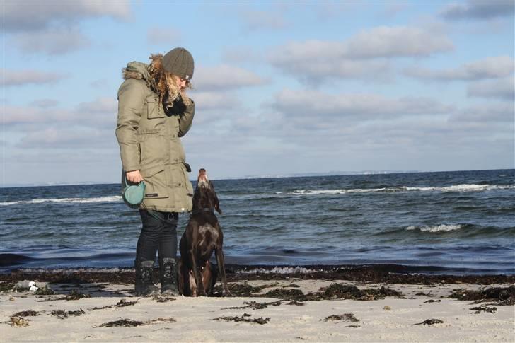 Korthåret hønsehund Chili billede 15