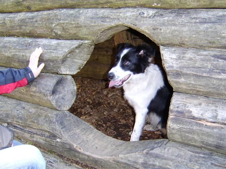 Border collie Silas billede 5