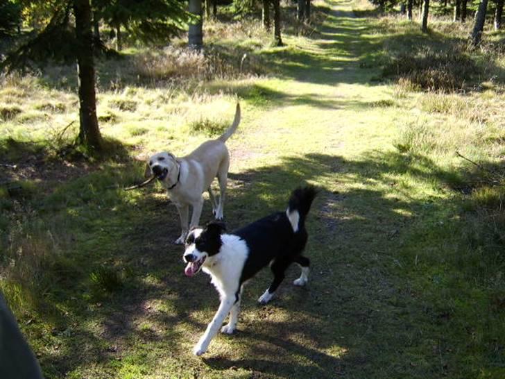 Border collie Silas billede 6