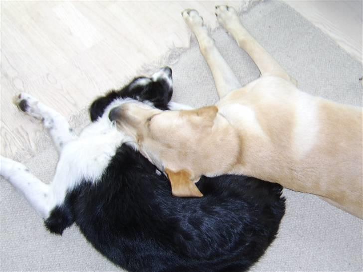 Border collie Silas - Det er dejligt med en bedste ven at putte med, når man lige trænger til lidt hvile. billede 7