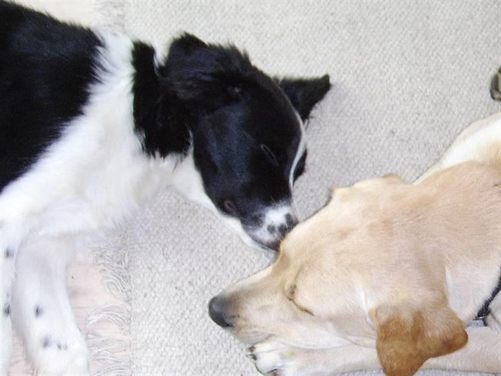 Border collie Silas - Zzzz..... billede 8