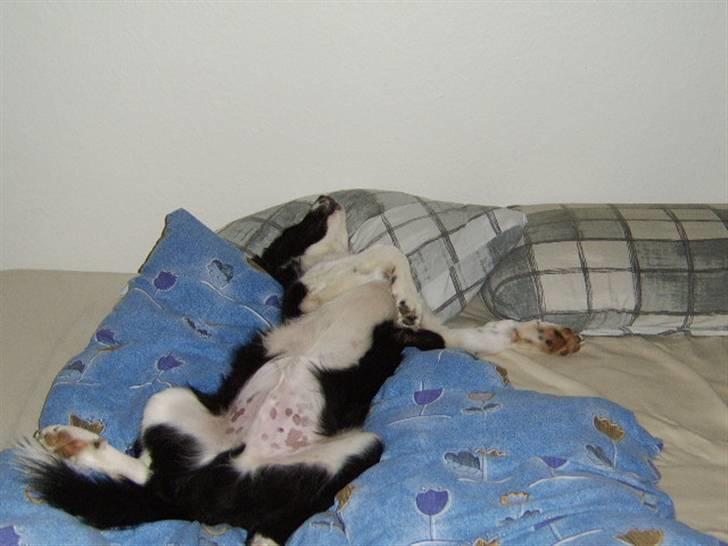 Border collie Silas - Der var jo ingen andre der skulle bruge sengen..... billede 9