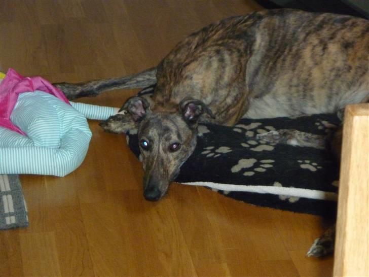 Greyhound Jaxx Nala billede 2