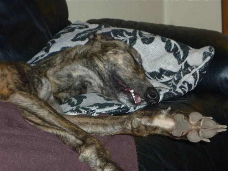 Greyhound Jaxx Nala billede 3