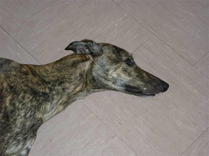 Greyhound Jaxx Nala billede 4