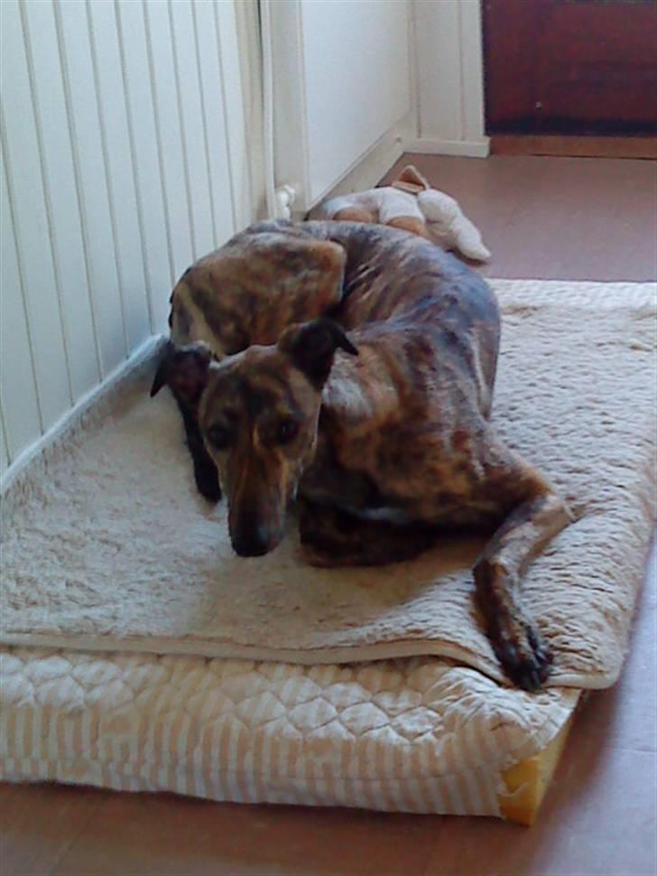 Greyhound Jaxx Nala billede 5