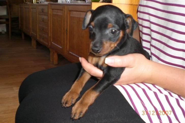 Dvaergpinscher Cookie - Vedhauge Malou - 6 uger billede 1