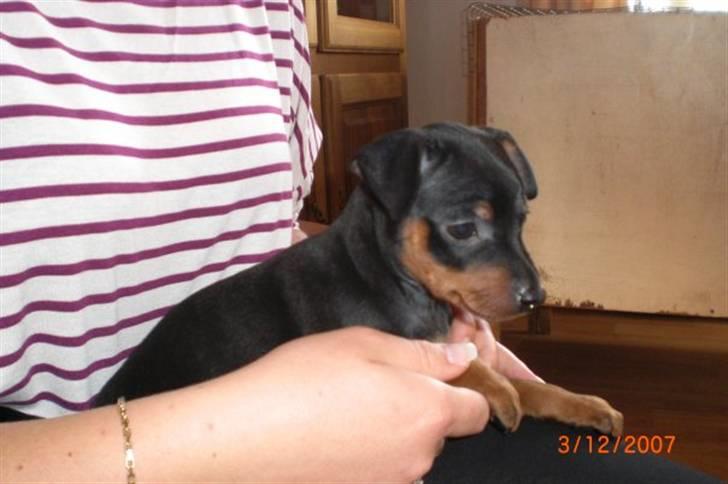 Dvaergpinscher Cookie - Vedhauge Malou - 6 uger billede 2