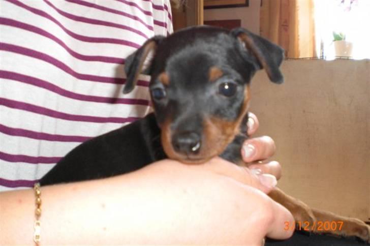 Dvaergpinscher Cookie - Vedhauge Malou - 6 uger billede 3