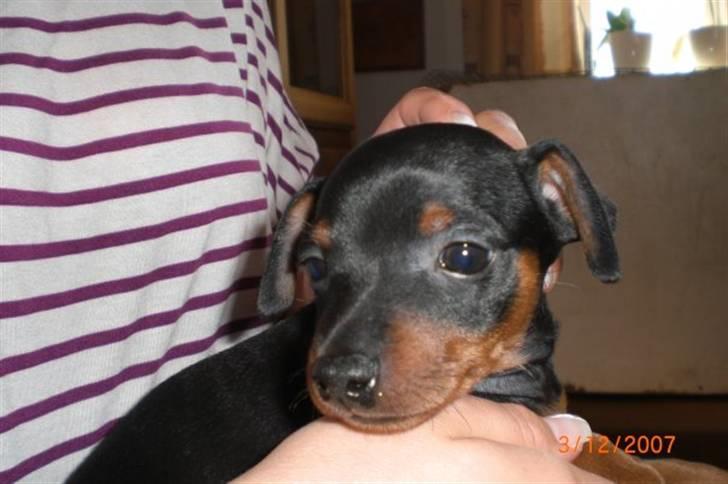 Dvaergpinscher Cookie - Vedhauge Malou - 6 uger billede 4