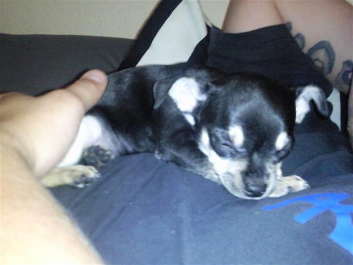 Chihuahua Trunte billede 1