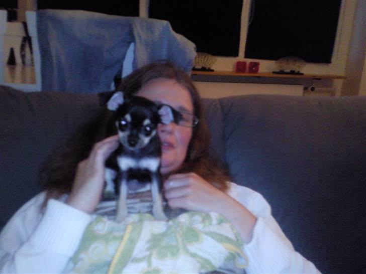 Chihuahua Trunte billede 2