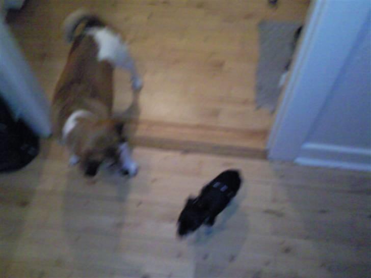 Chihuahua Trunte billede 3