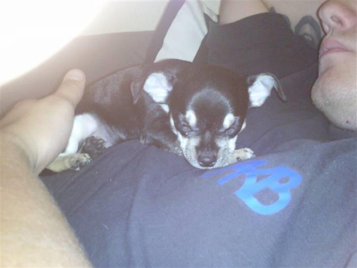 Chihuahua Trunte billede 4