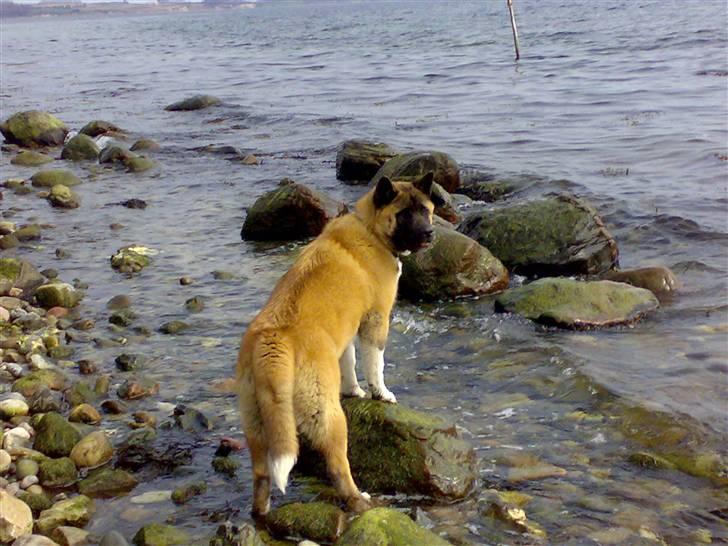 American Akita Brooklyn billede 7