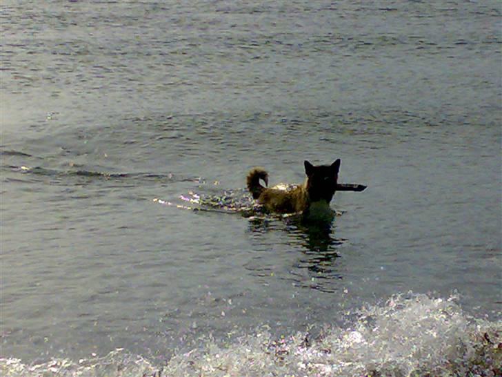 American Akita Brooklyn billede 8