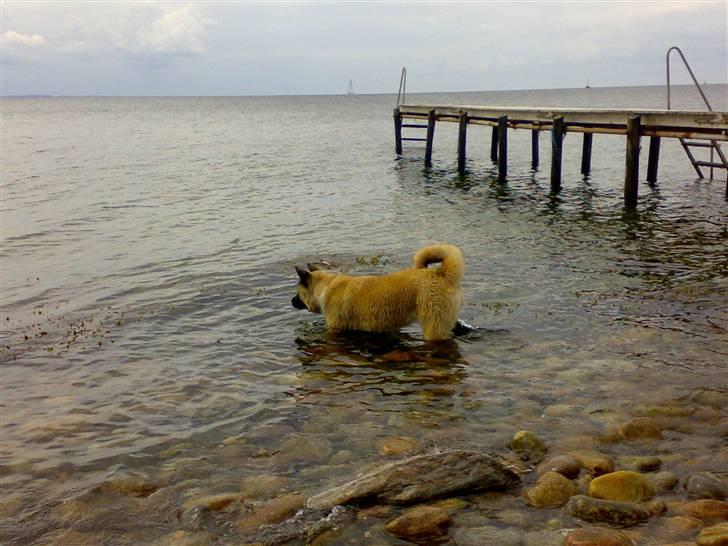 American Akita Brooklyn billede 9