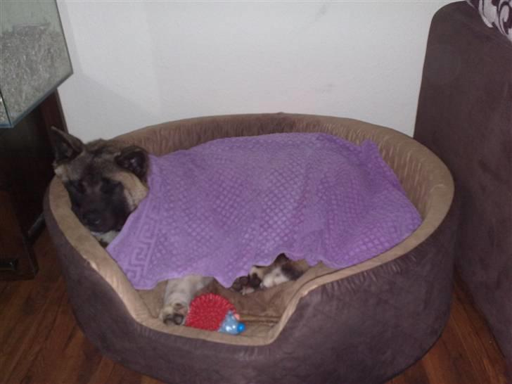 American Akita Brooklyn billede 10