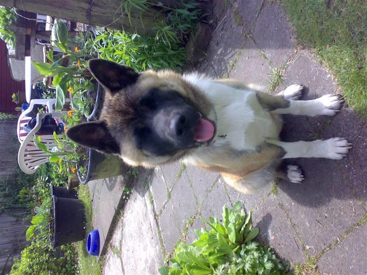 American Akita Brooklyn billede 12