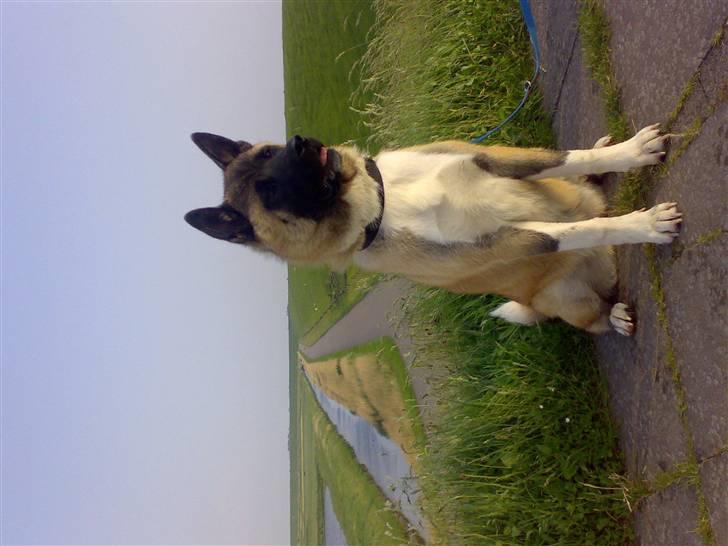 American Akita Brooklyn billede 13