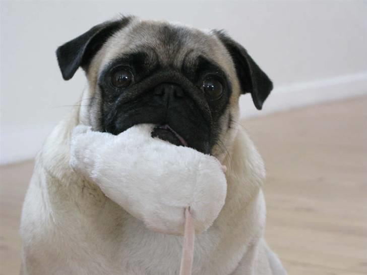 Mops OdA - 2010 billede 13