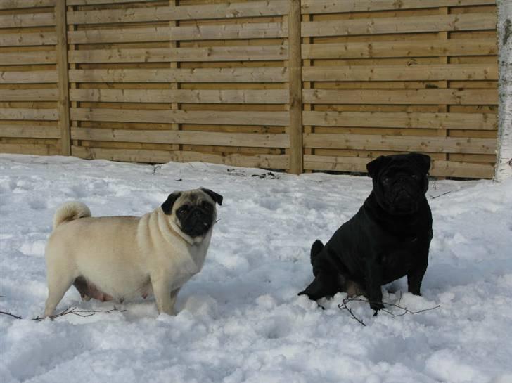 Mops OdA - Oda & Anders 2010 billede 14